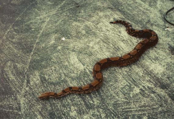 Simone De Common Boa Constrictor snake.jpg