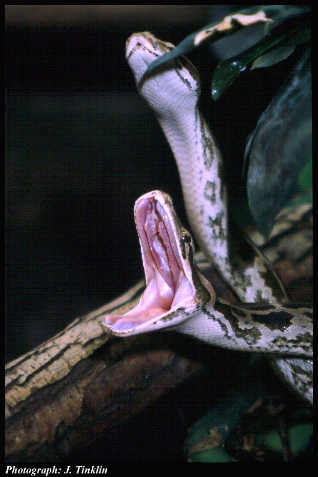 JT01540-Indian Boa constrictor-pair.jpg