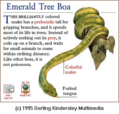 DKMMNature-Reptile-Emerald Tree Boa.gif