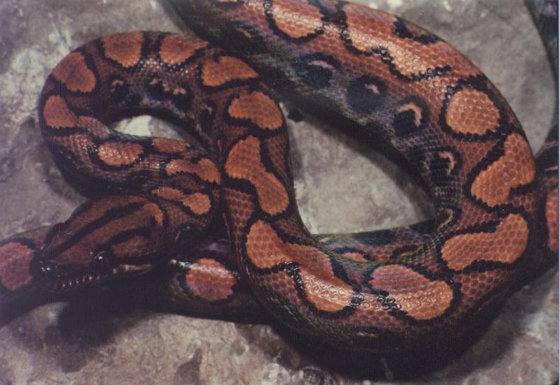 brazil Rainbow Boa snake.jpg