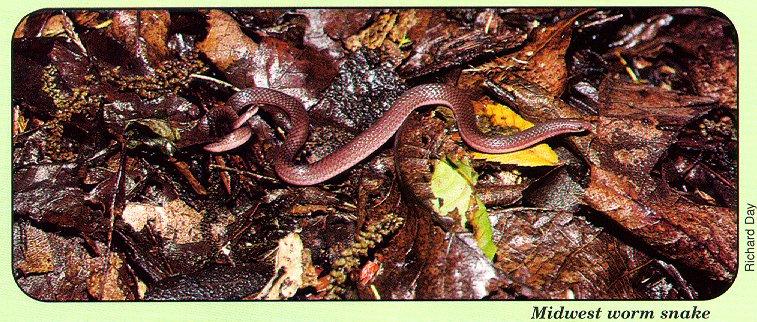 arwl293 Midwest worm snake.jpg