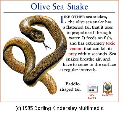 DKMMNature-Reptile-Olive Sea Snake.gif