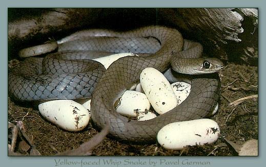 rep s013-Yellow-faced Whip Snake-Nursing Eggs.jpg