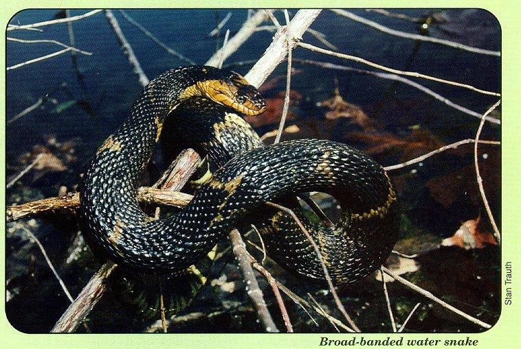 arwl293 Broad-banded water snake.jpg