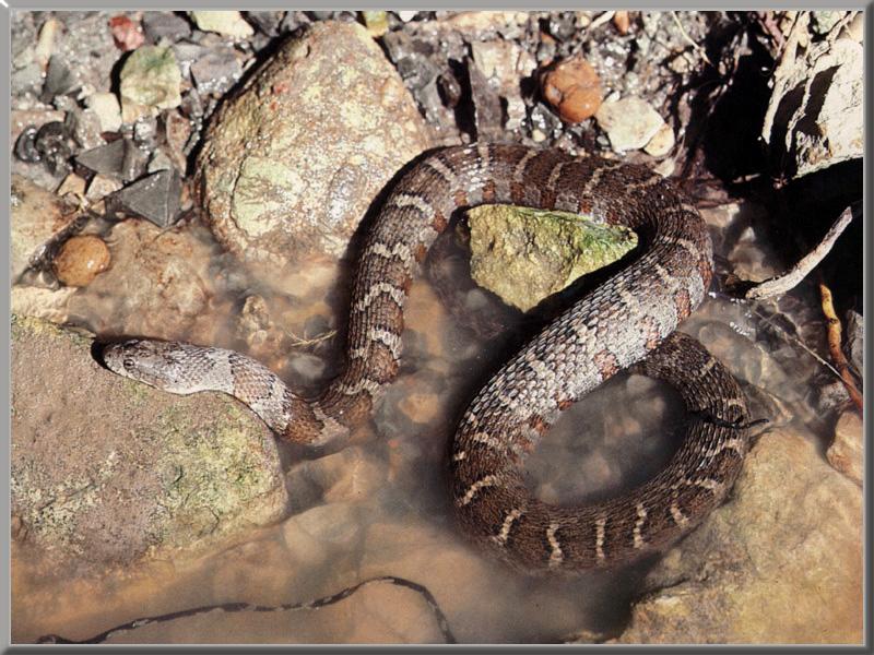 Common Water Snake 01.jpg