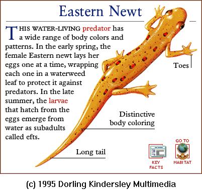 DKMMNature-Amphibian-Eastern Newt.gif