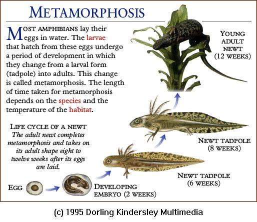 DKMMNature-Amphibian-Newt-Metamorphosis.gif