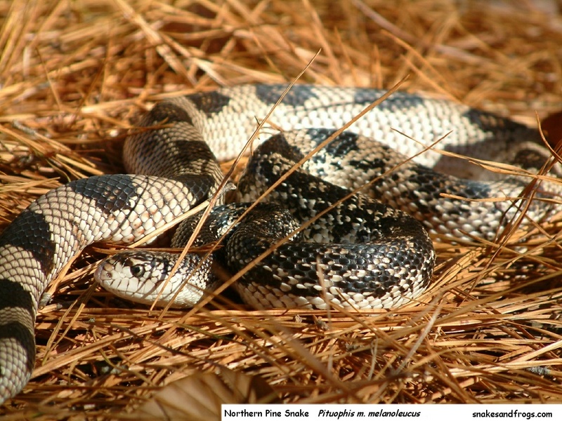 Northern Pine Snake.jpg
