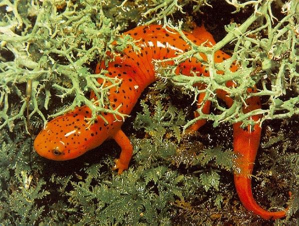 salamand-Red-spotted Newt-terrestrial phase.jpg