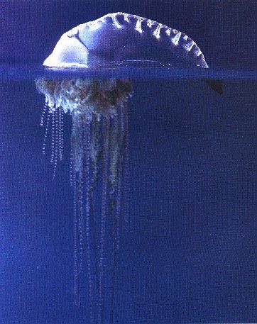 JellyFish-Portuguese Man-of-War.jpg