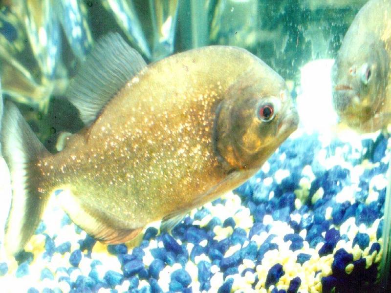 Fish-2 Yellow Piranhas.jpg