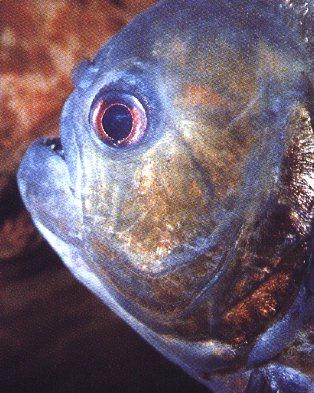 Piranha3-Face Closeup.jpg