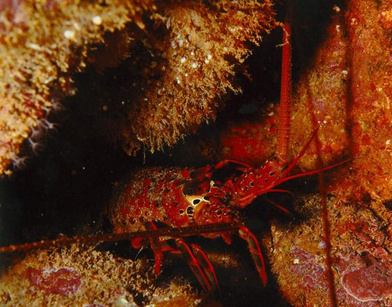 lobster1-face closeup in rock crevice.jpg