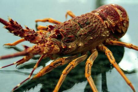 z0000372-Spiny Lobster-closeup.jpg