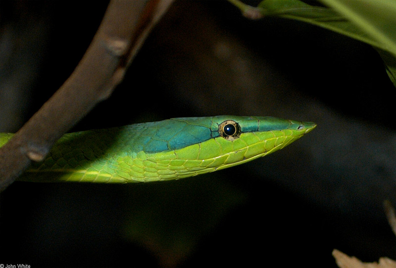 Amazonian Vine Snake (Oxybelis fuligidus)0003.jpg