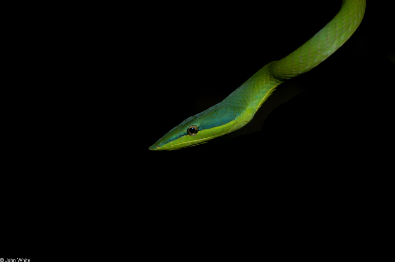Amazonian Vine Snake (Oxybelis fuligidus)0001.jpg