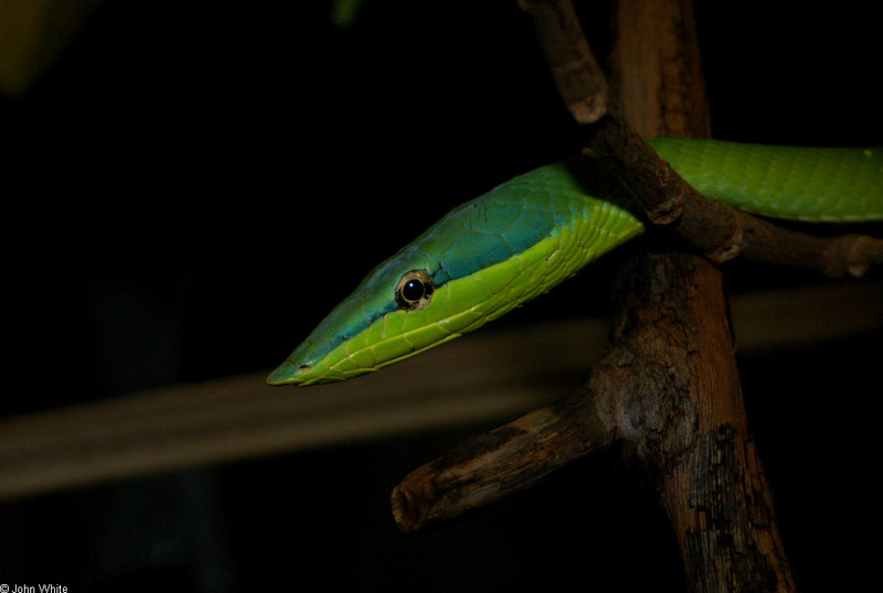 Amazonian Vine Snake (Oxybelis fuligidus)0002.jpg