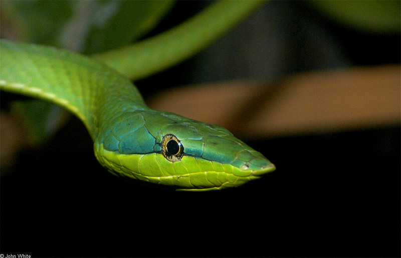Amazonian Vine Snake (Oxybelis fuligidus)0002.jpg