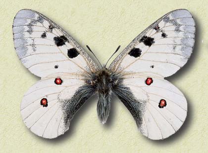 00007-Unidentified White Butterfly.jpg