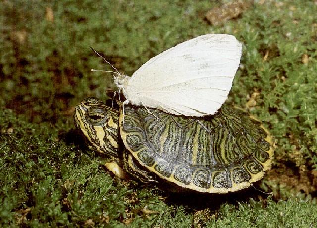 White Butterfly Riding Green Turtle.jpg