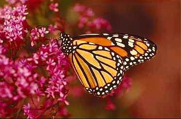 Fjaril5-Monarch Butterfly-on red flowers.jpg