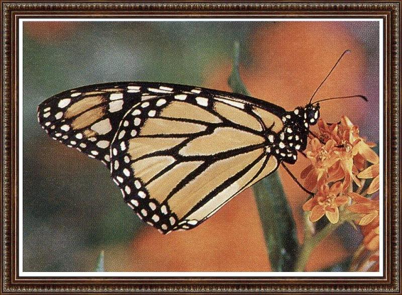 04 Ill State Parks-Photo Ron Holt-Butterfly graylady.jpg