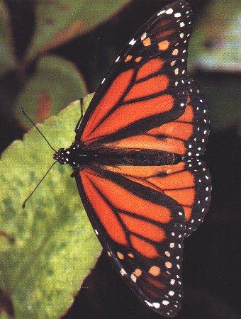btr1-Monarch Butterfly-On Leaf.jpg