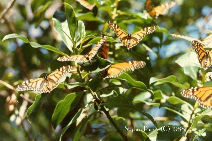 Monarch Butterfly 1-flock on tree.jpg