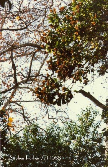 Monarch Butterfly 2-flock on tree.jpg