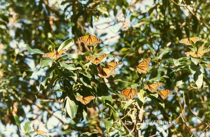 Monarch Butterfly 3-flock on tree.jpg