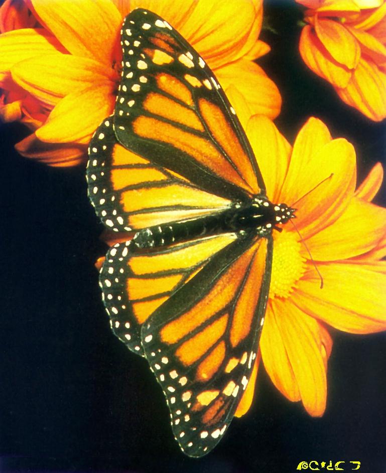 Monarch Butterfly-sitting on yellow flower.jpg