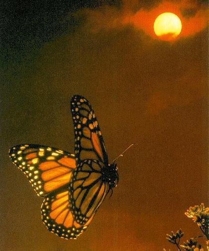 Monarch1-Butterfly-Flight to flower.jpg