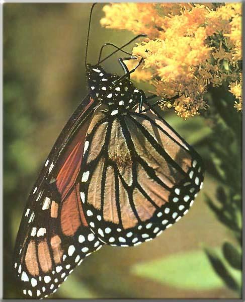 Monarch Butterfly 02-Hanging Flower-Sipping Nectar.JPG