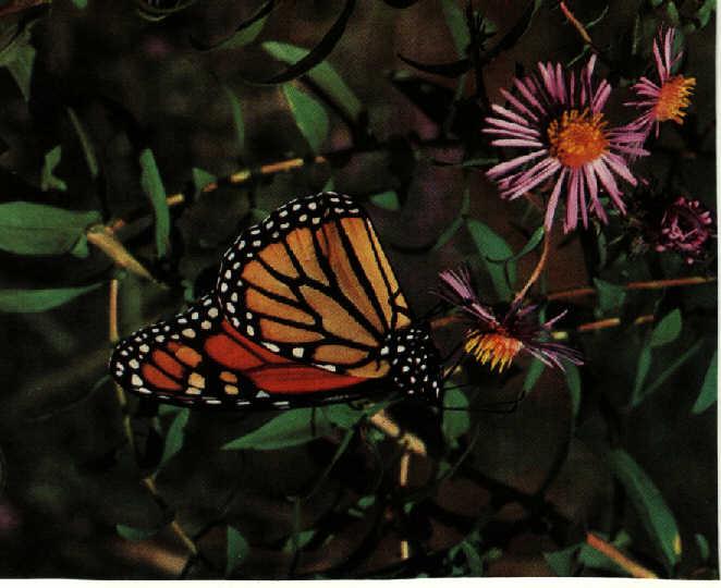 Monarch Butterfly 01.jpg