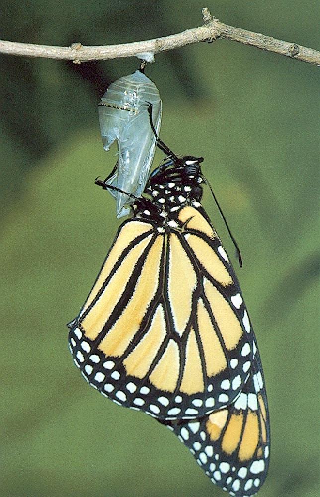 Monarch Butterfly 02.jpg