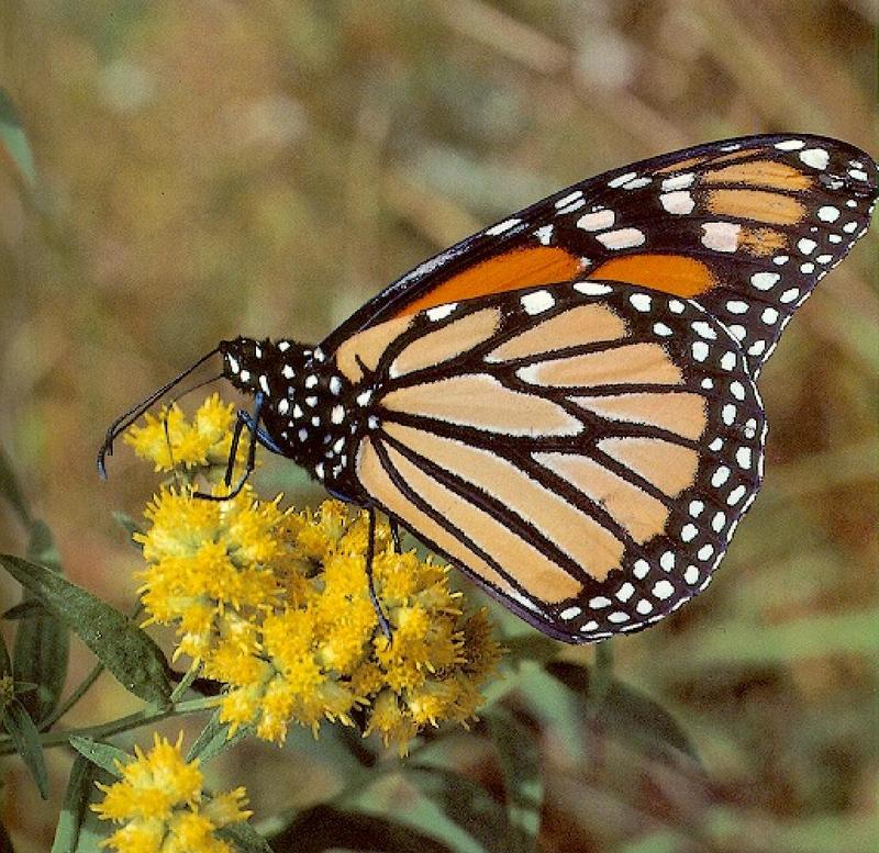 Monarch Butterfly 04.jpg