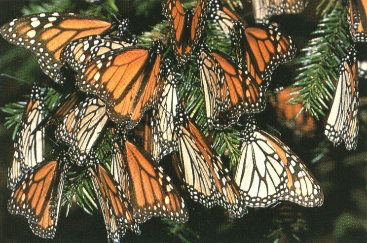 Monarch Butterflies 0.jpg