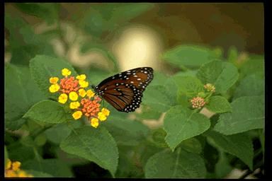 P057 094-Monarch Butterfly-sitting on flower.jpg