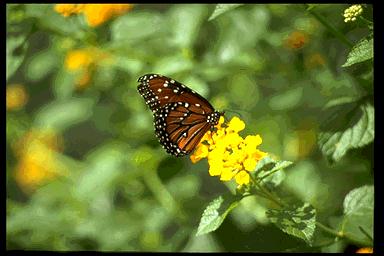 P062 094-Monarch Butterfly-sitting on yellow flower.jpg