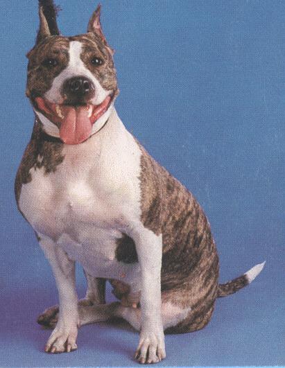 dog-Pit Bull Terrier 2-portrait.jpg