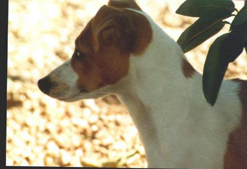 ATT00040-Jack Russel Terrier Dog-face closeup.jpg