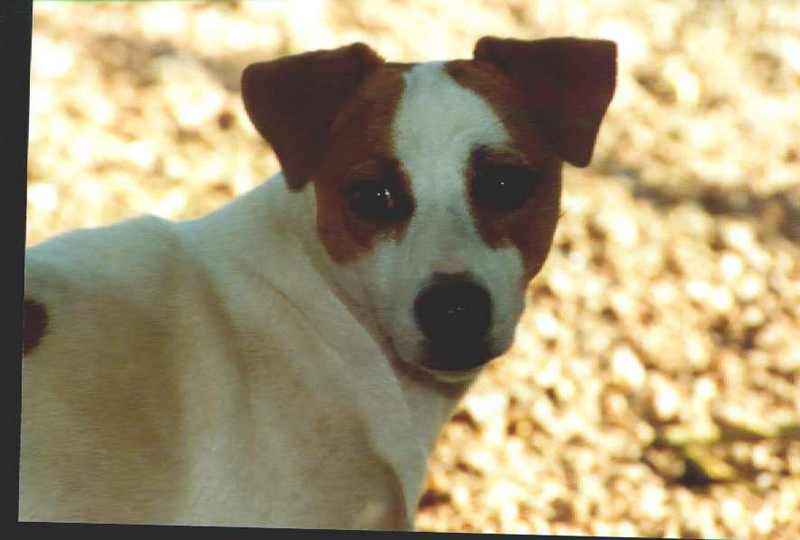 ATT00050-Jack Russel Terrier Dog-face closeup.jpg