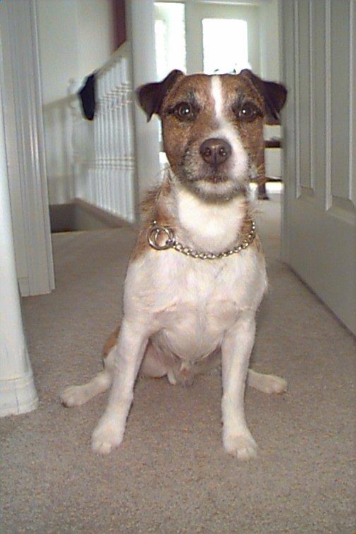 Dog-Jack Russell Terrier-Glover.jpg