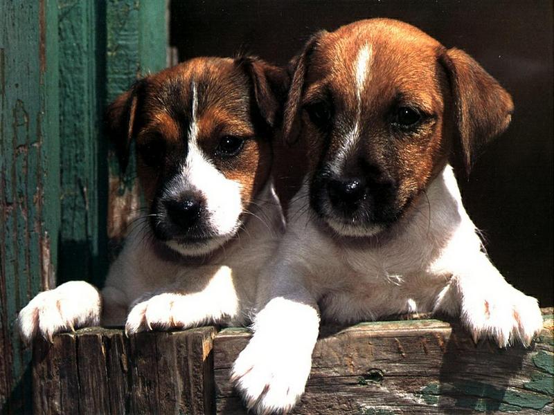 Ds-Chiot 003-Jack Russell Terrier-puppies.jpg