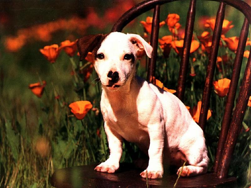 Ds-Chiot 009-Bull Terrier-dog puppy on chair.jpg
