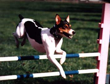 Tater2-Jack Russel Terrier Dog-Crossing over bar.jpg