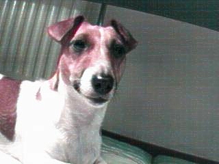 Willy1-Jack Russel Terrier Dog-closeup.jpg