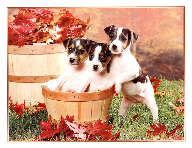 KsW-Sept99-Pups-sm-Dog puppies-in wood basket.jpg