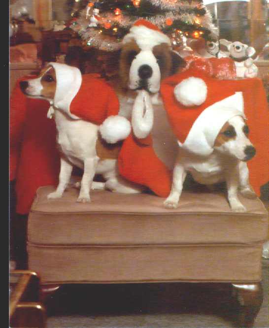Image1-Jack Russel Terriers-on X-mas chair.jpg