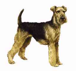 Airedale-Dog-Painting.jpg